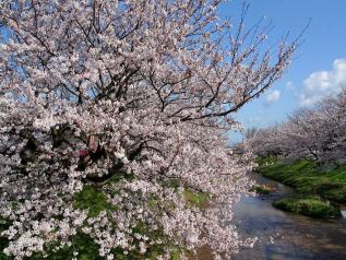 島根の桜名所 花見ガイド 玉湯川 桜並木